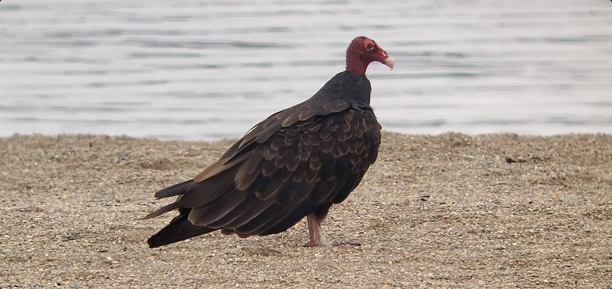 Turkey Vulture - ML361791801