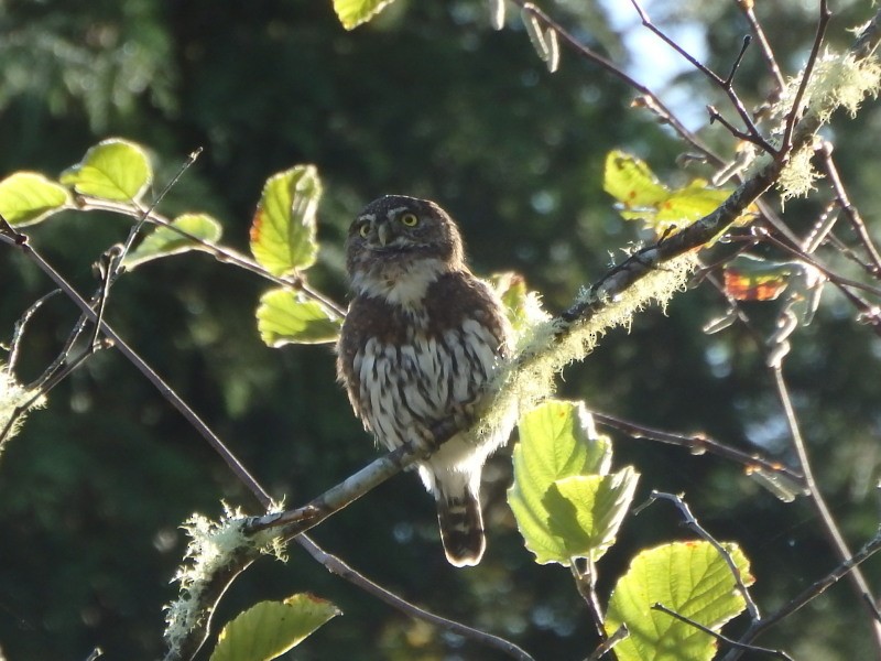 Northern Pygmy-Owl - ML36179631