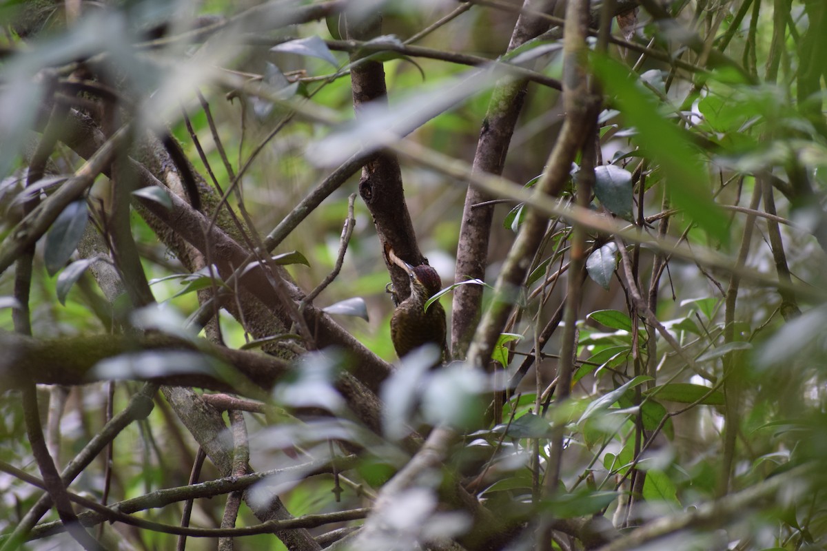 White-spotted Woodpecker - Ignacio Marcilese