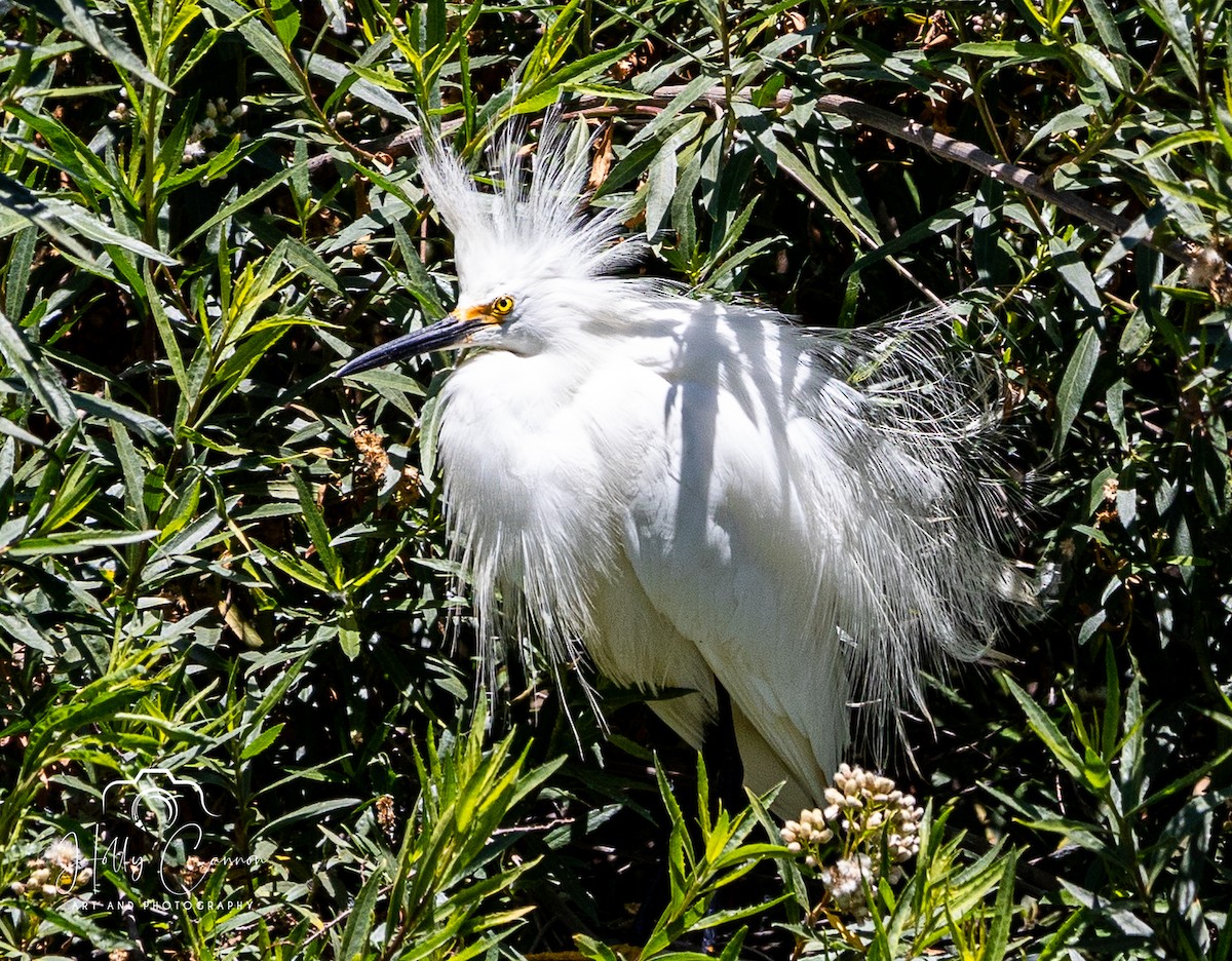 Snowy Egret - Holly Cannon