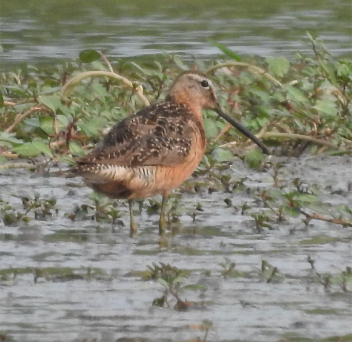 Long-billed Dowitcher - ML361815381