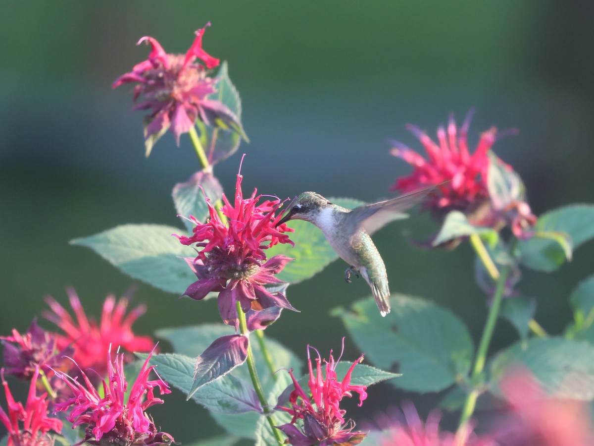 Ruby-throated Hummingbird - ML361815561