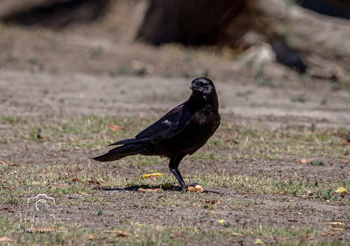 Common Raven - ML361815781