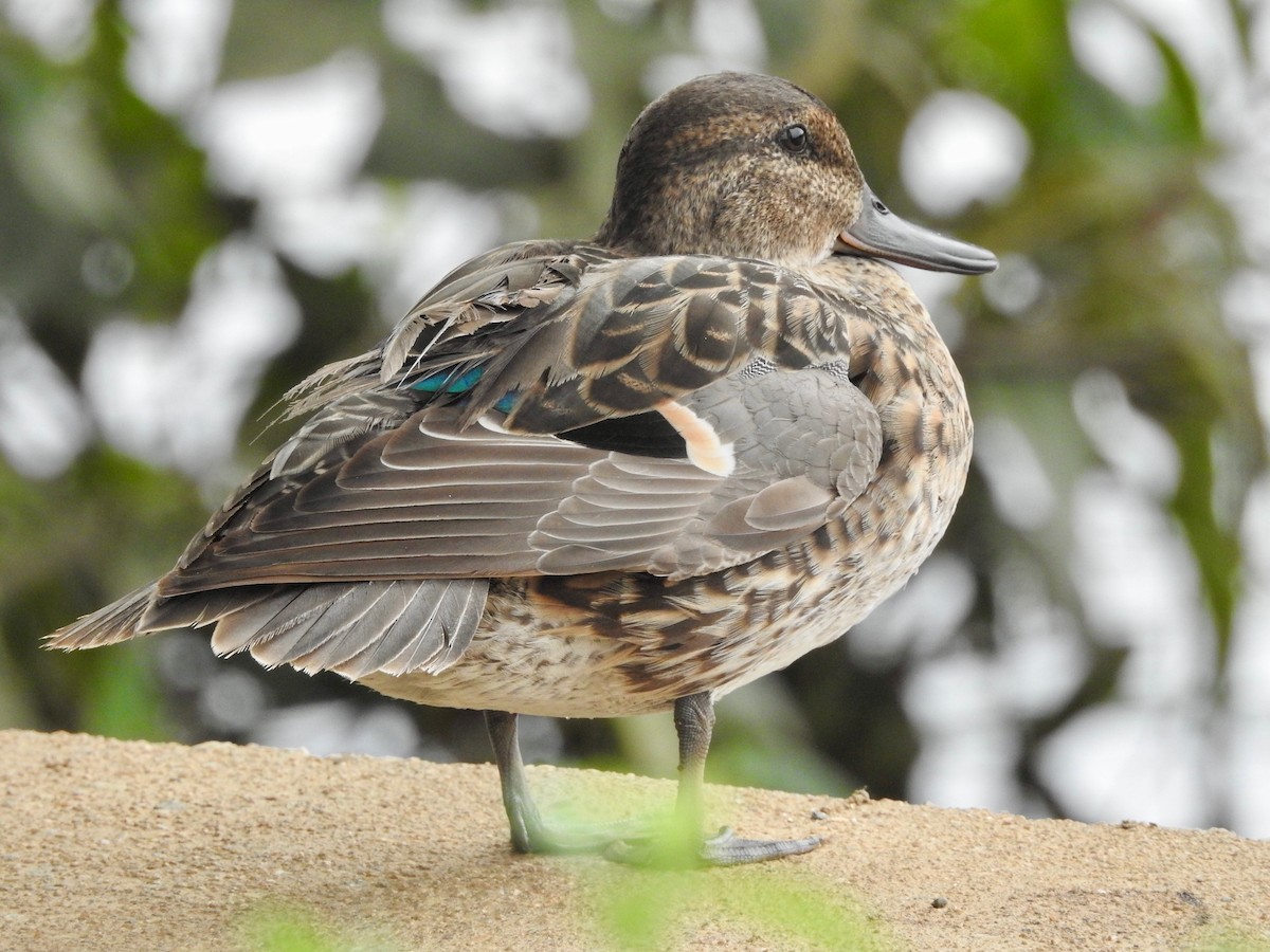 Green-winged Teal - P Chappell