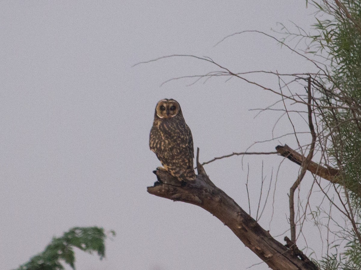 Short-eared Owl - ML361820211