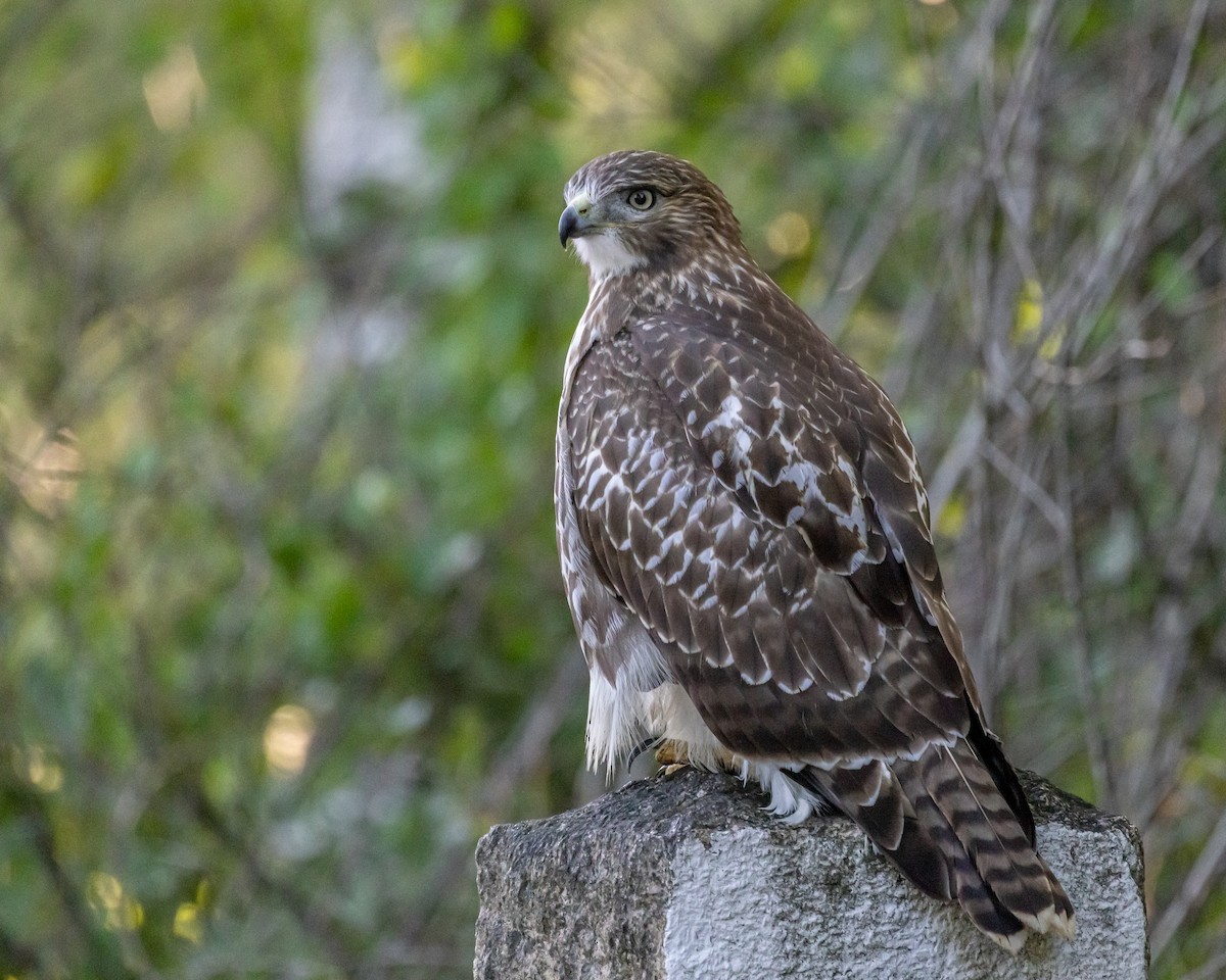 Red-tailed Hawk - ML361822571