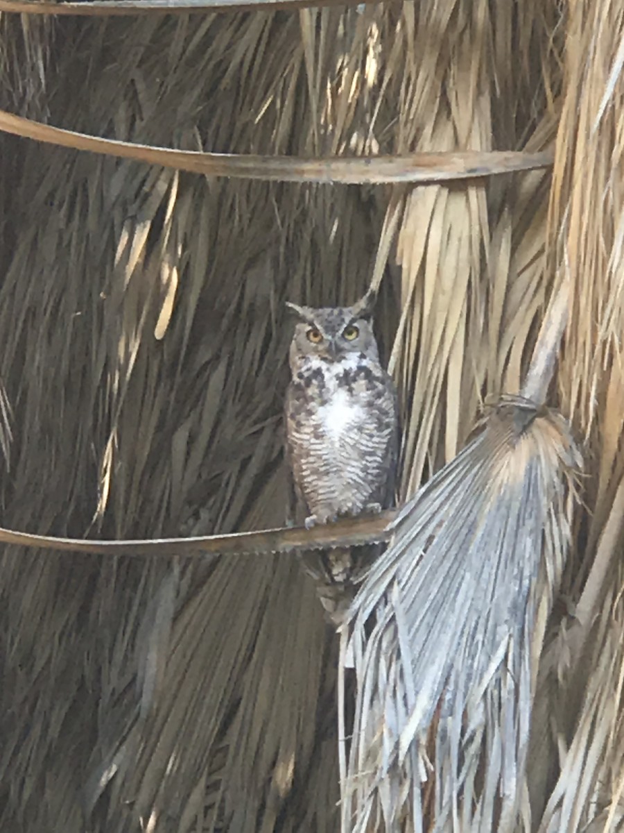 Great Horned Owl - ML361826281