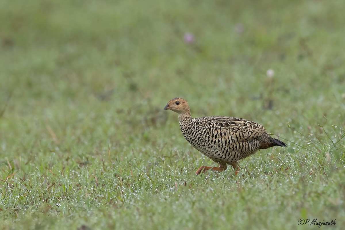 Painted Francolin - ML361829201