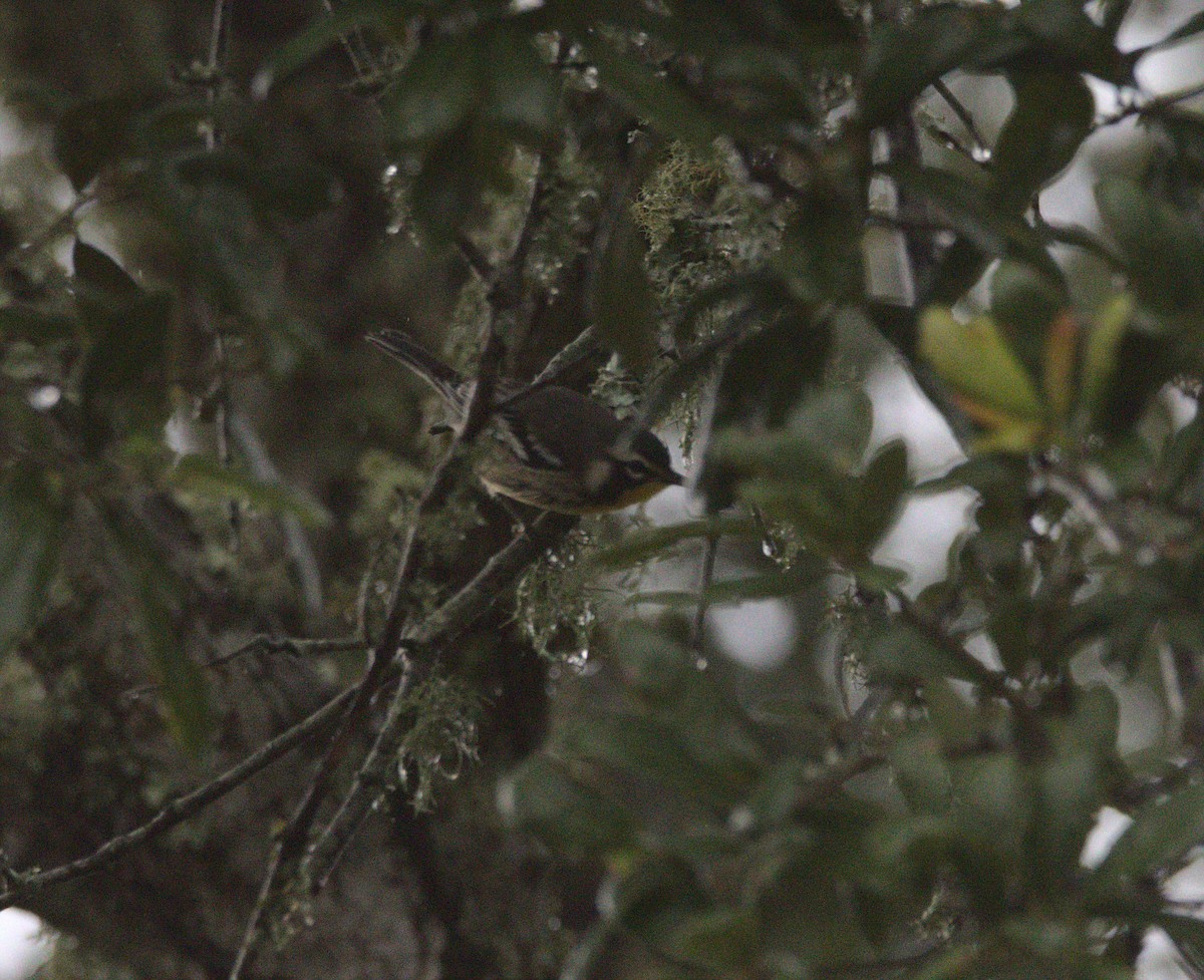 Yellow-throated Warbler - ML361830211