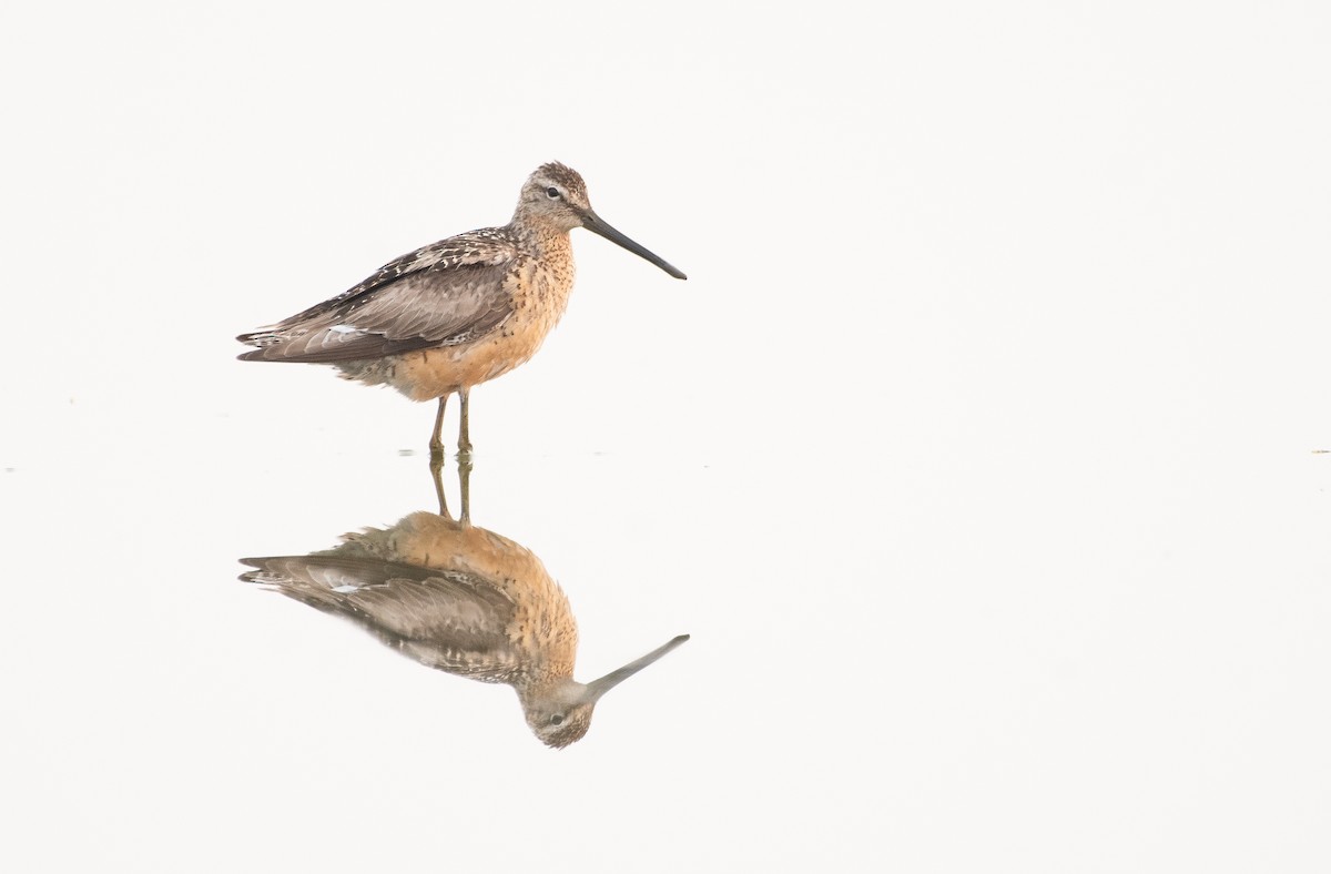 Long-billed Dowitcher - ML361837041