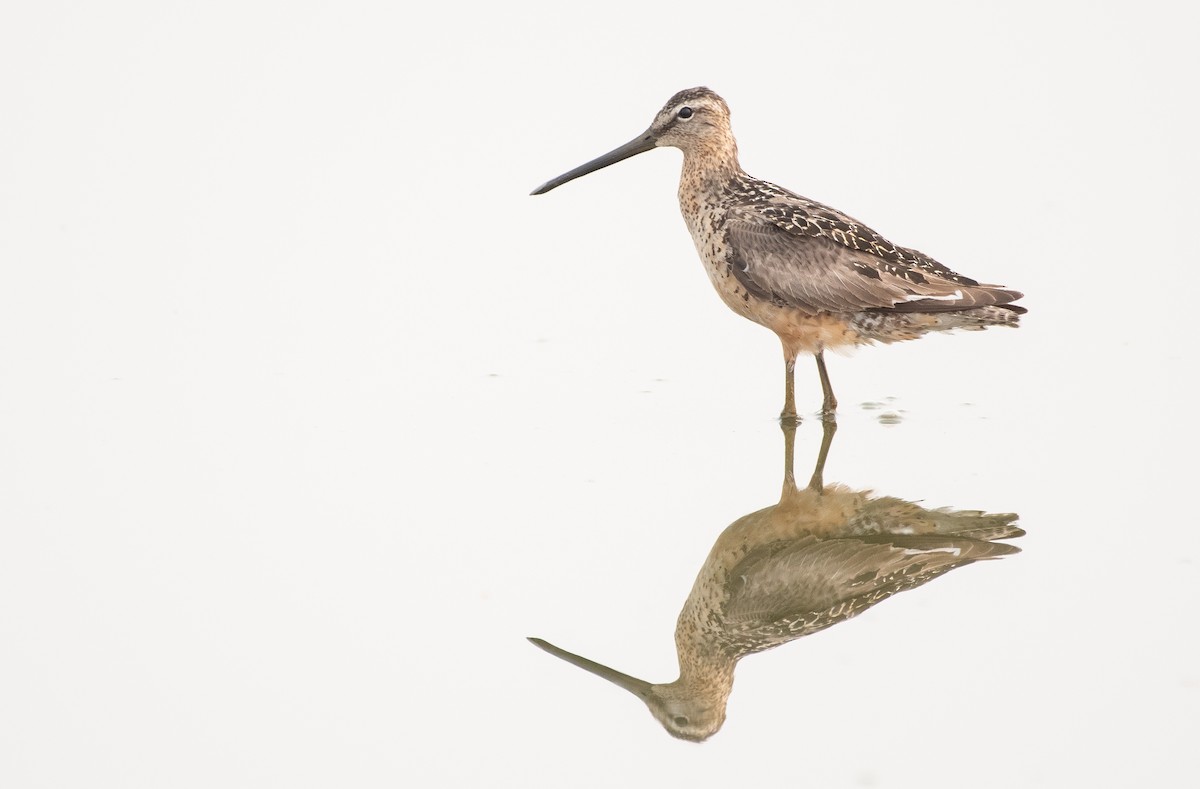 Long-billed Dowitcher - ML361837051