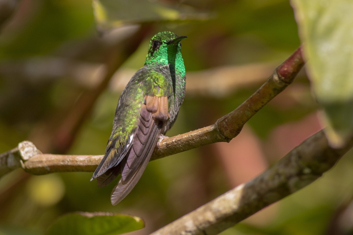 Stripe-tailed Hummingbird - ML361839171