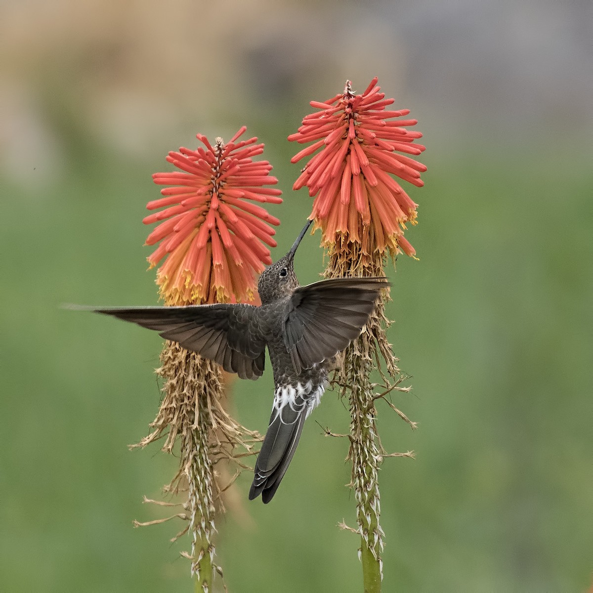 Giant Hummingbird - Peter Hawrylyshyn