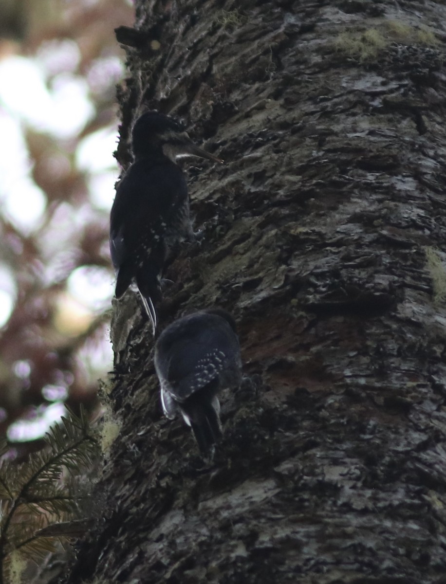 Black-backed Woodpecker - ML361850411