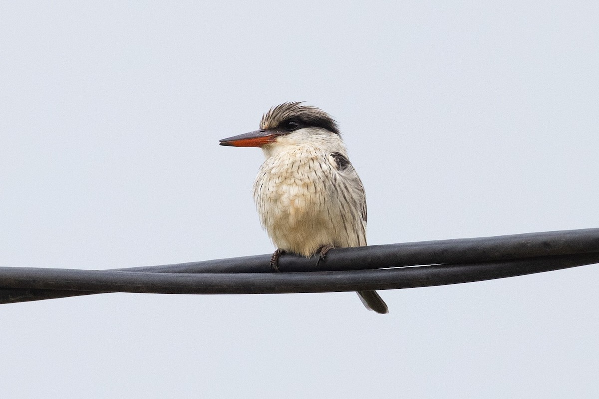 Striped Kingfisher - Eric VanderWerf