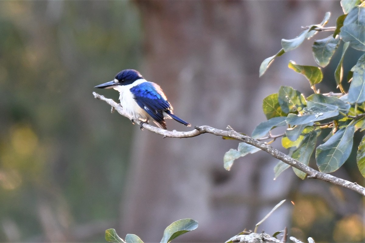 Forest Kingfisher - ML361851761