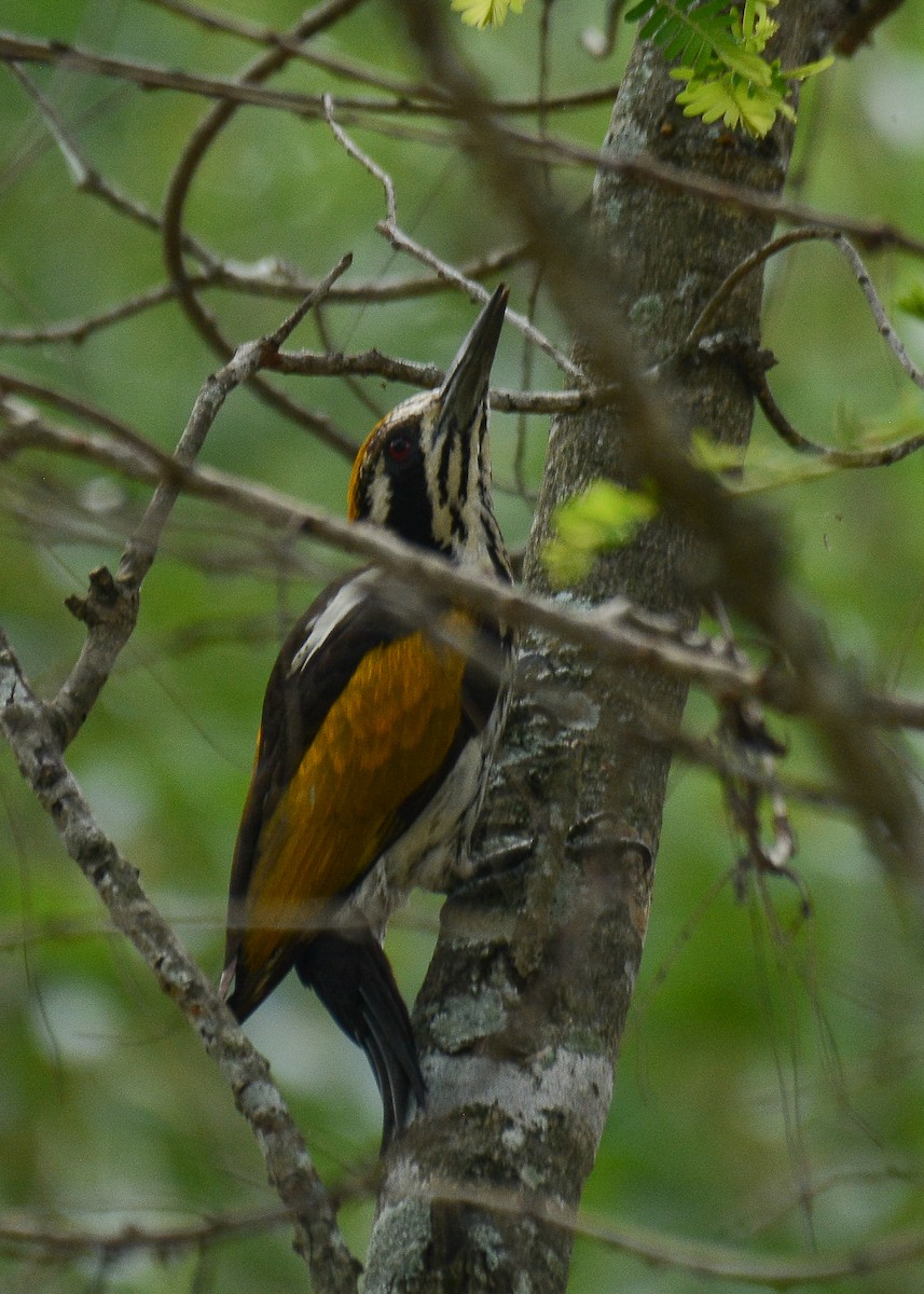 White-naped Woodpecker - ML361856701