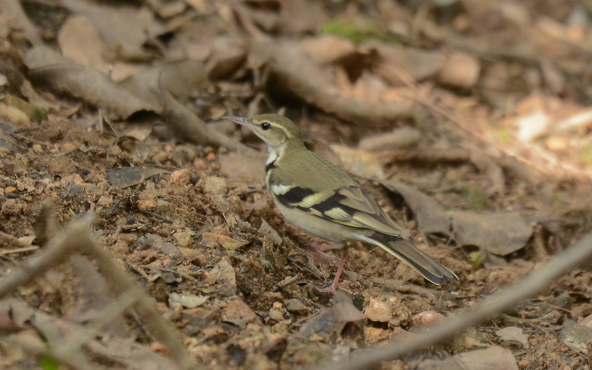 Forest Wagtail - ML361857501
