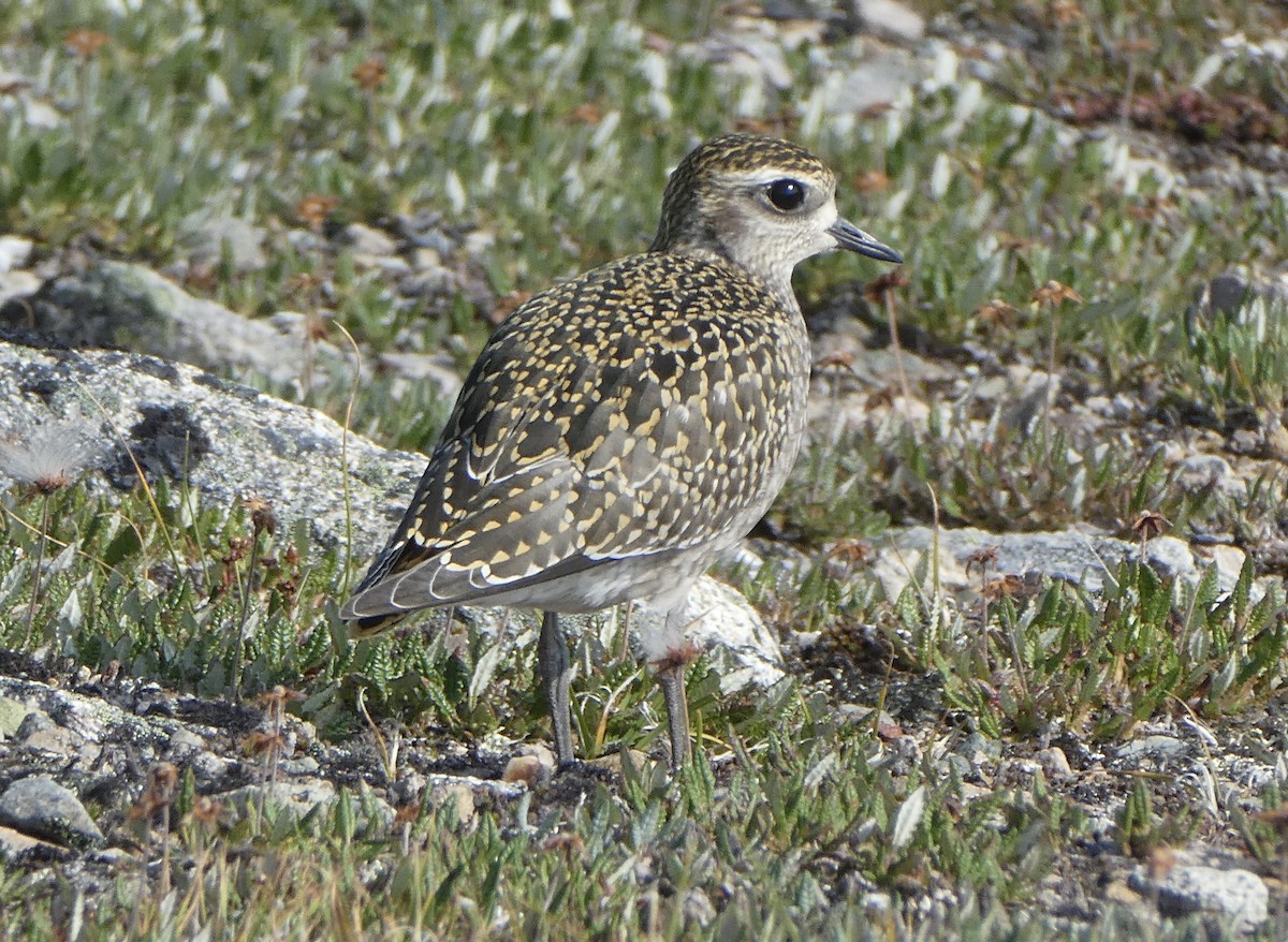 American Golden-Plover - T A