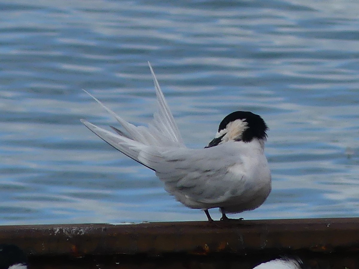 White-fronted Tern - ML361865611