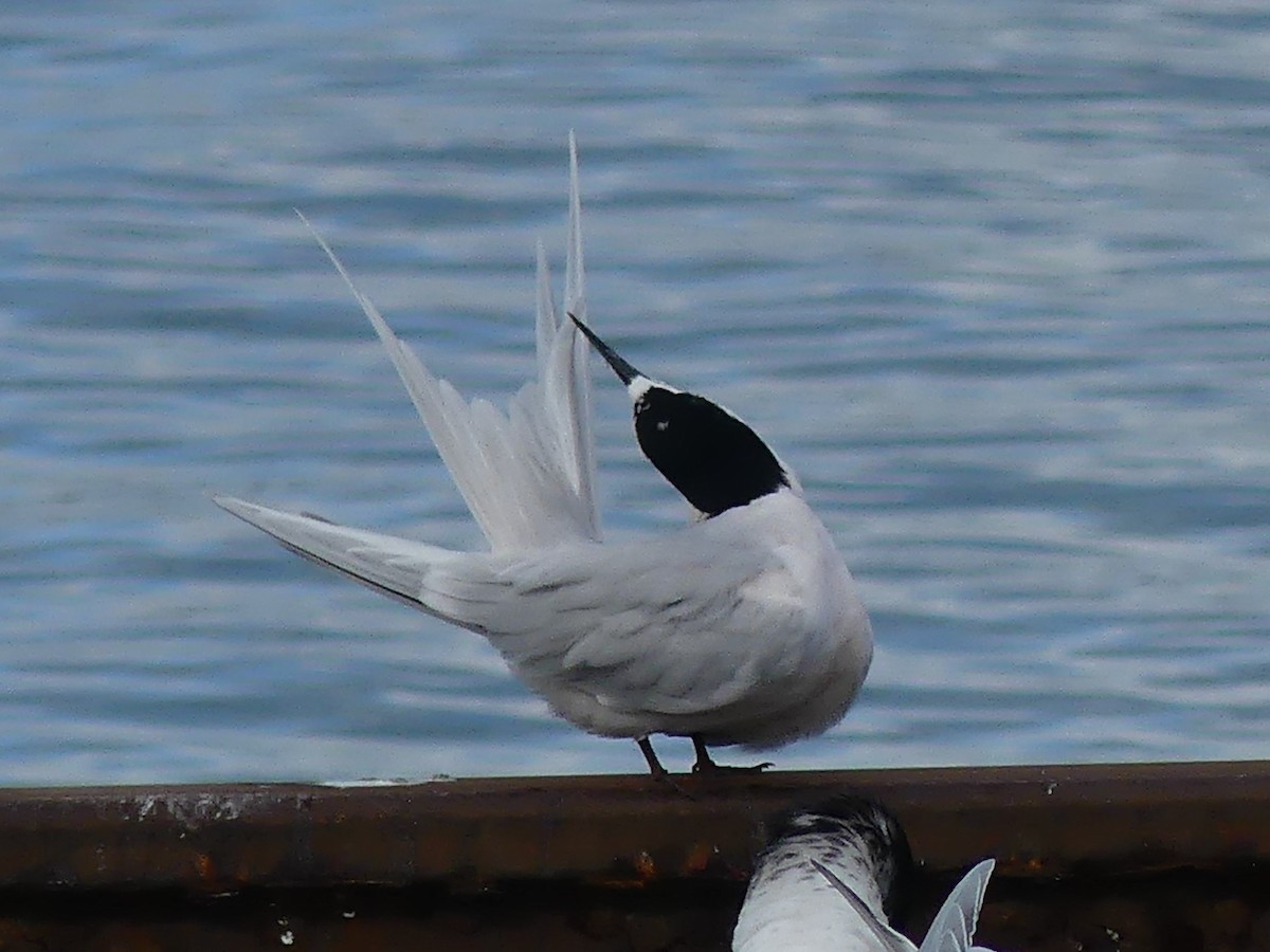 White-fronted Tern - John Newman