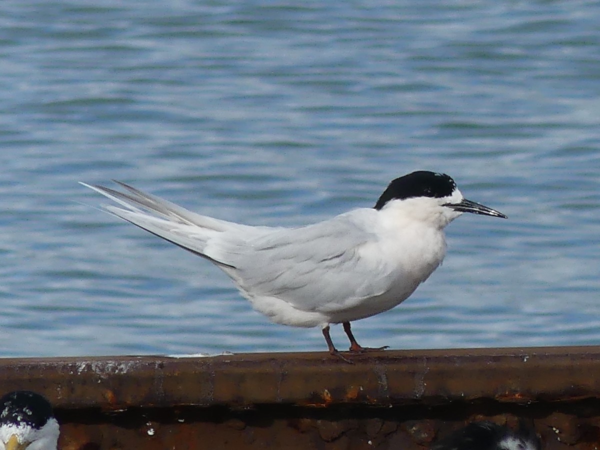 White-fronted Tern - ML361865631