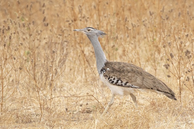 Kori Bustard Ebird