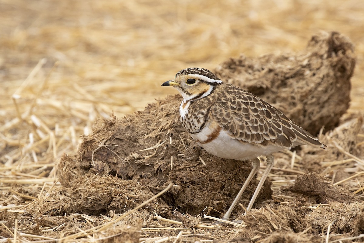 Three-banded Courser - ML361867691
