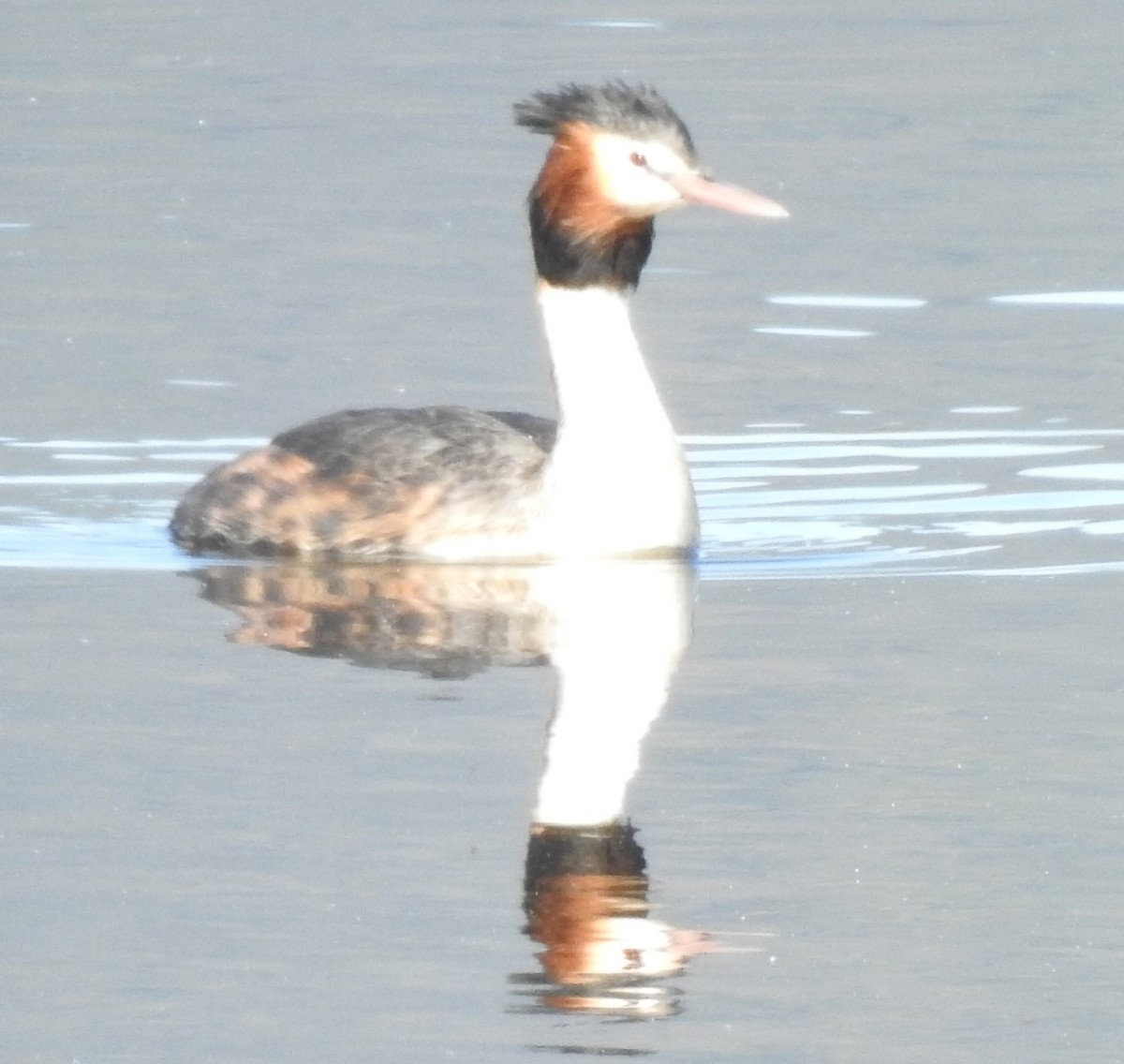 Great Crested Grebe - ML361868461