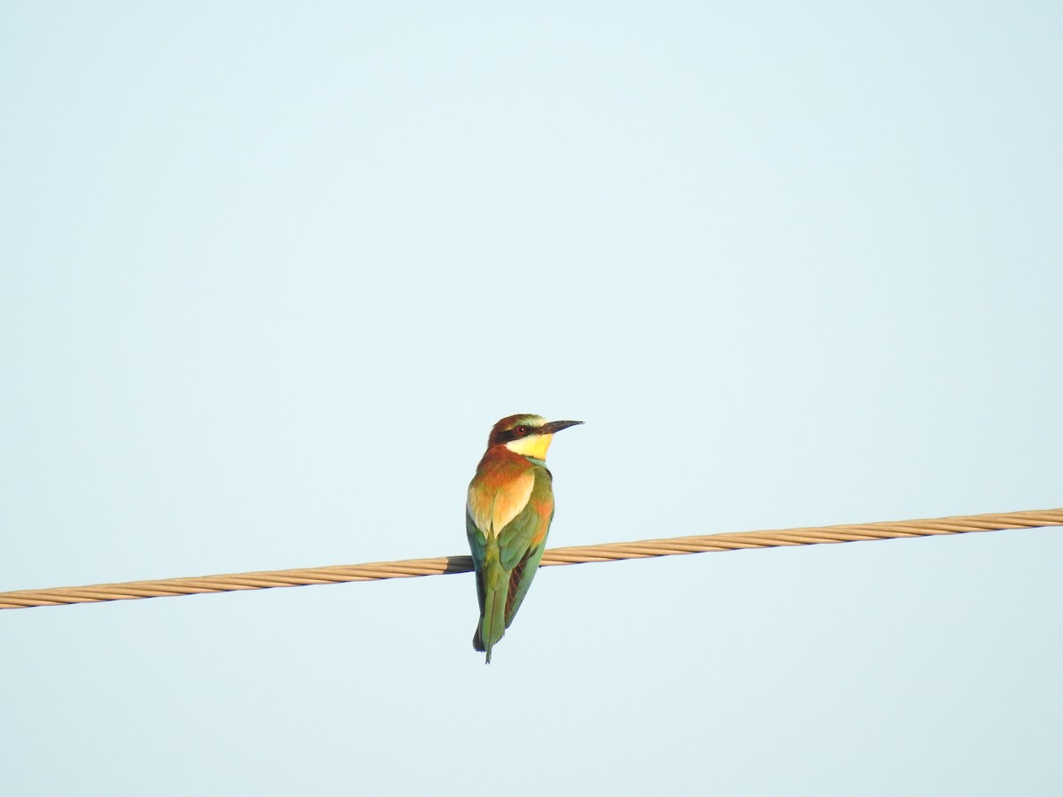 European Bee-eater - ML361868891