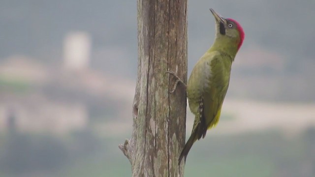 Levaillant's Woodpecker - ML361875021