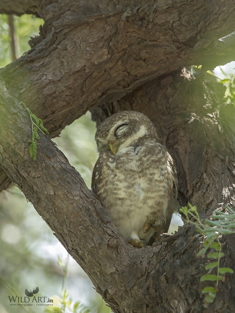 Spotted Owlet - Esha Munshi