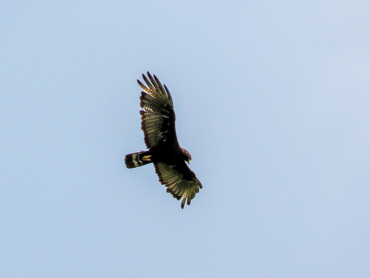 Zone-tailed Hawk - ML361876391