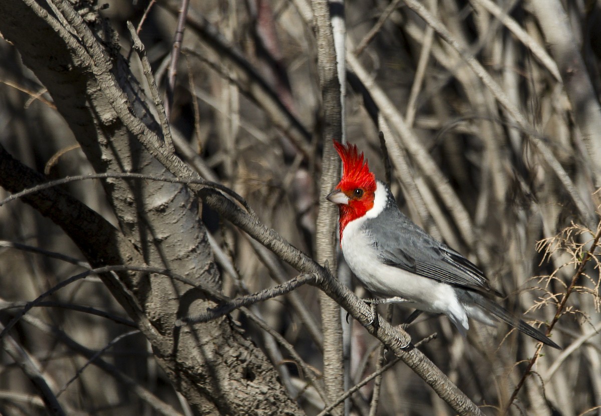 Red-crested Cardinal - ML361879991