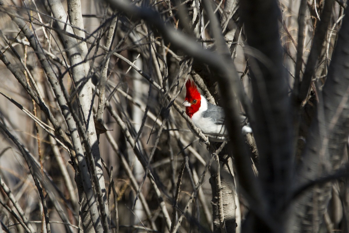 Red-crested Cardinal - ML361880021