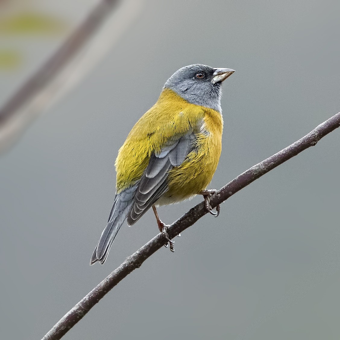 Peruvian Sierra Finch - ML36188181