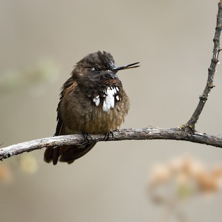  - White-tufted Sunbeam