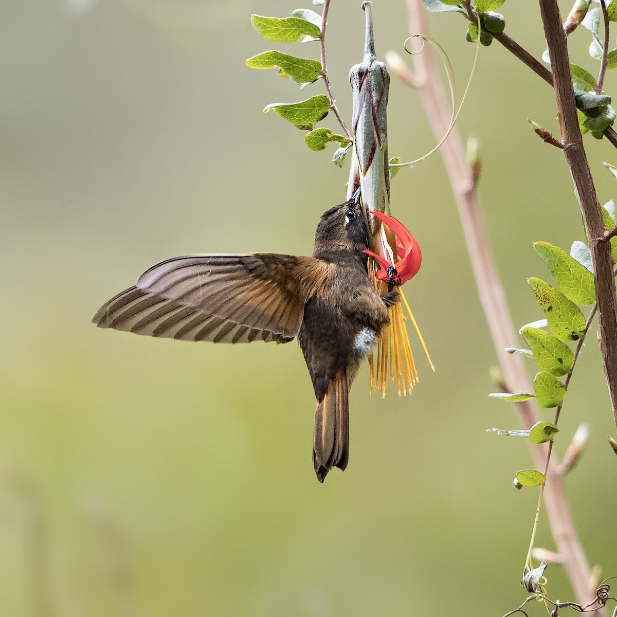 kolibřík zábludový - ML36188771