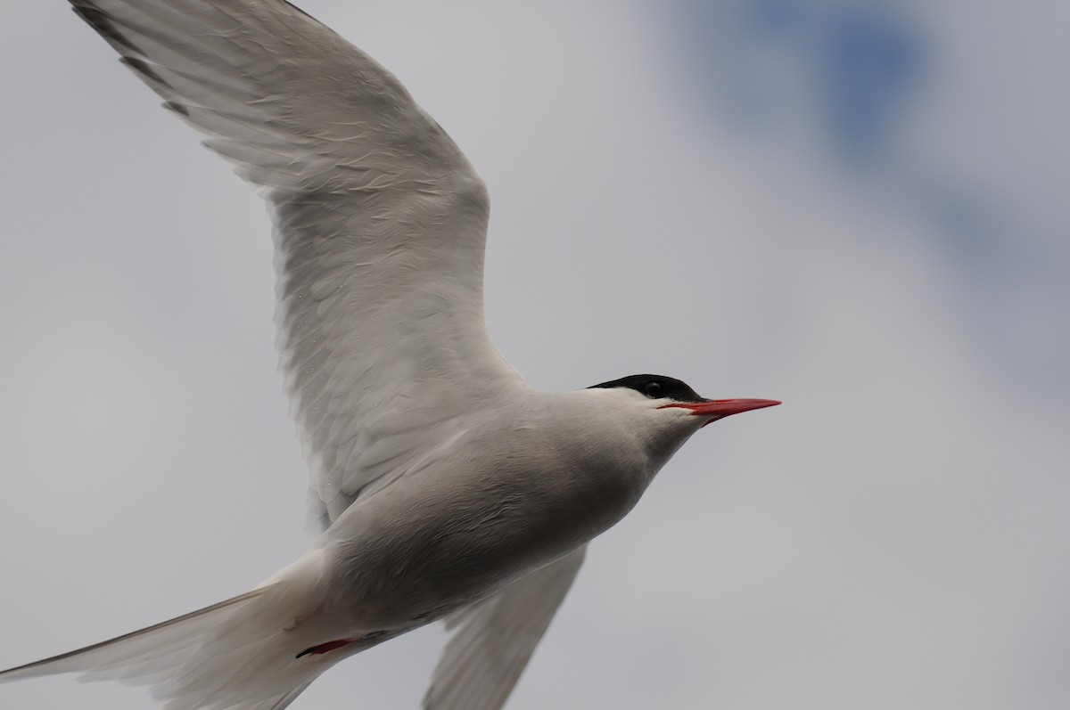 Arctic Tern - PC Smith