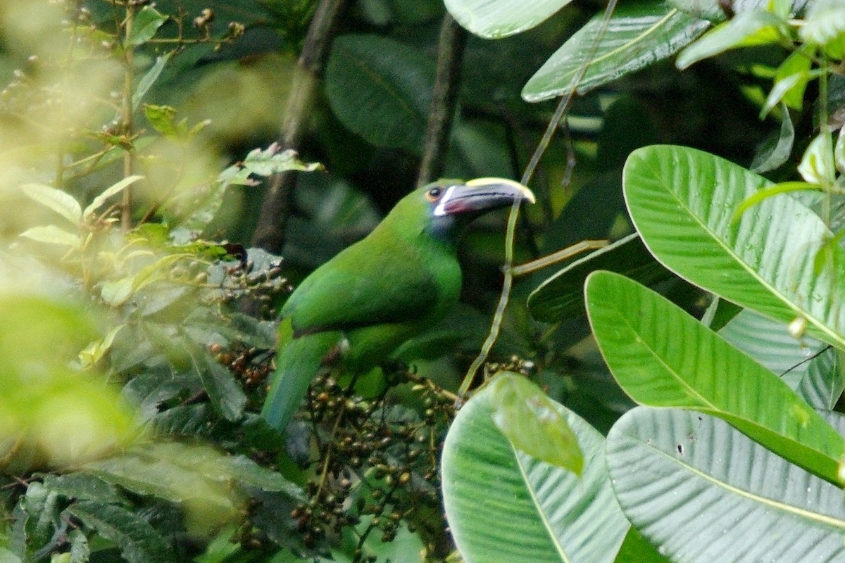 Southern Emerald-Toucanet (Andean) - ML361895091