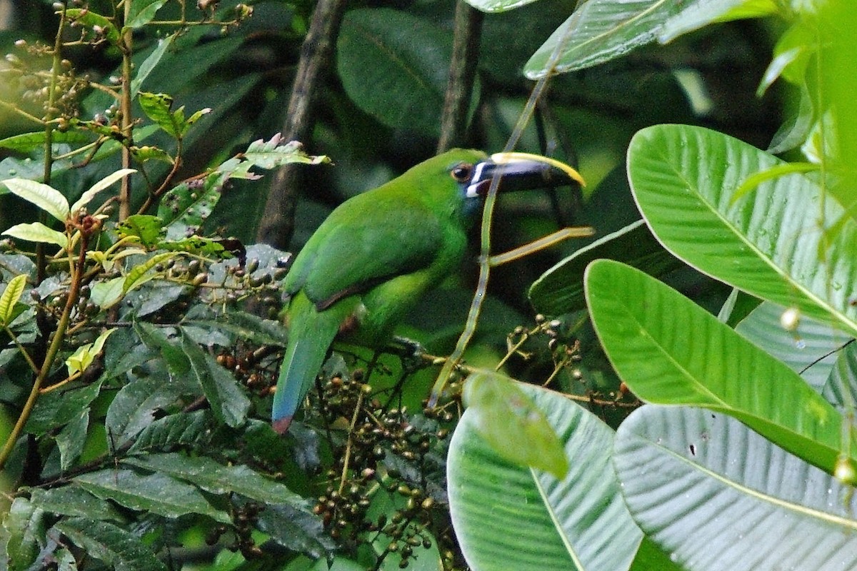 Southern Emerald-Toucanet (Andean) - ML361895101