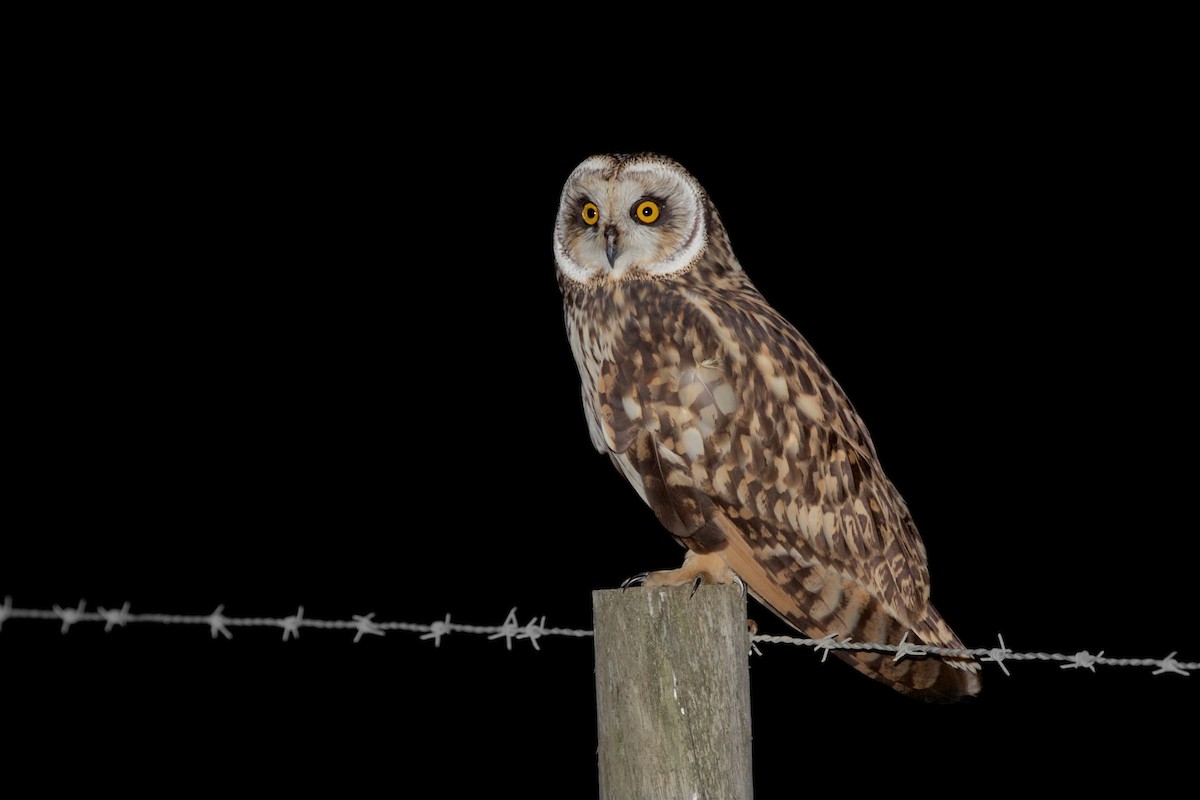 Short-eared Owl - ML361895571