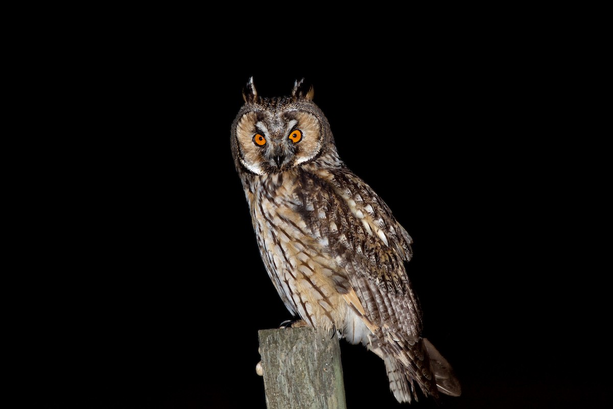 Long-eared Owl - ML361895691