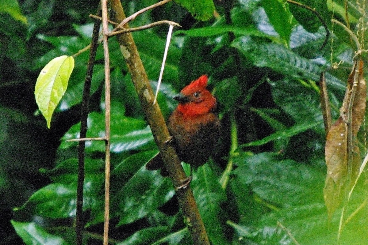 Crested Ant-Tanager - ML361896231