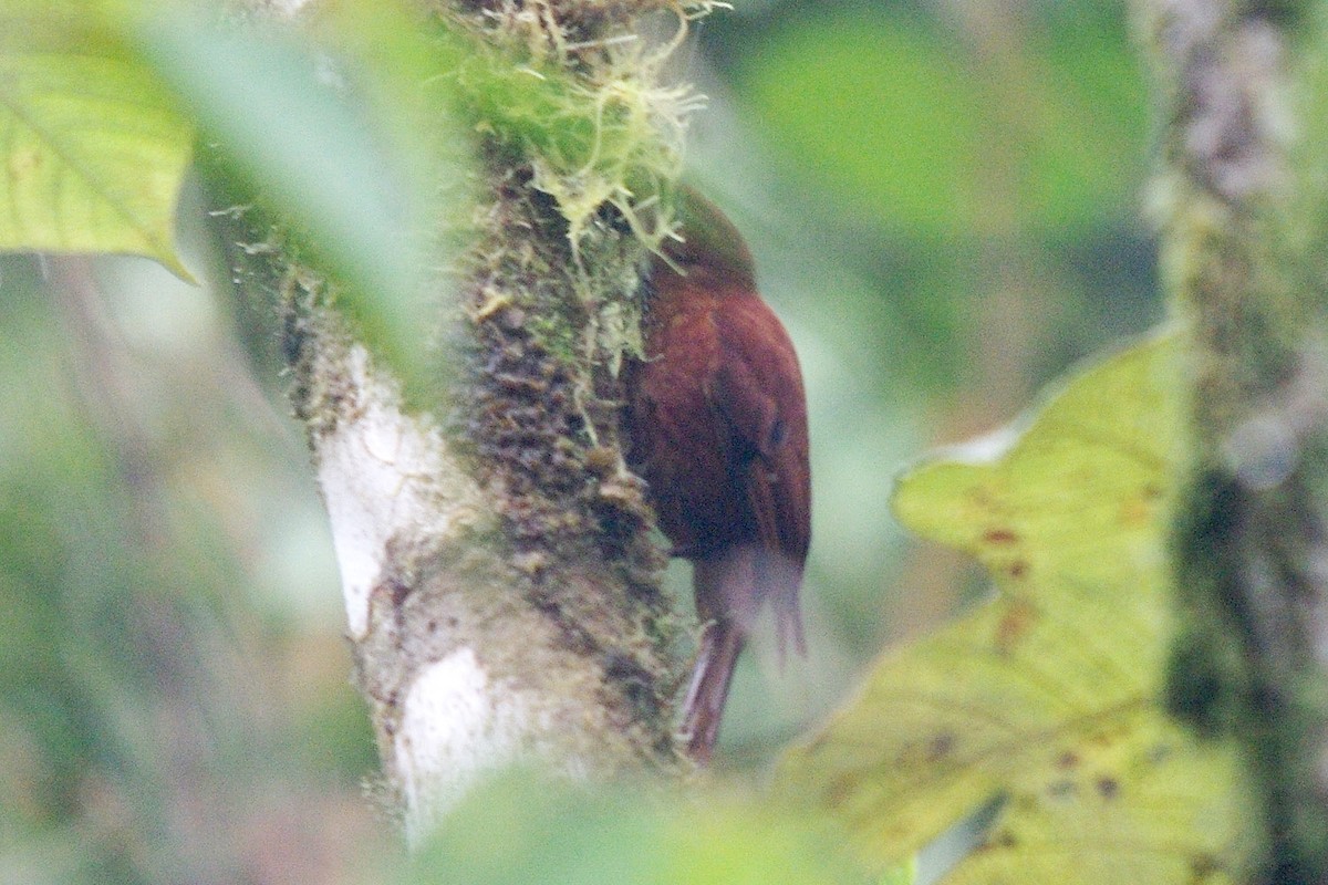 Fulvous-dotted Treerunner - Dave Curtis