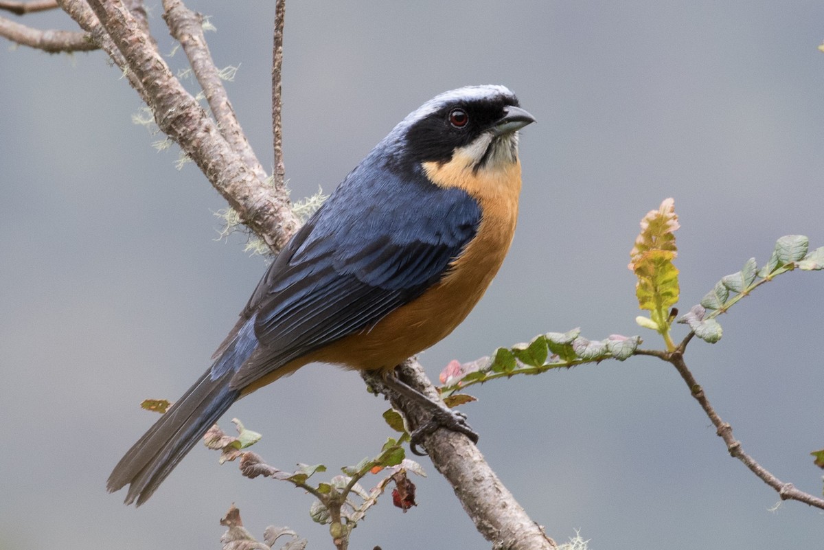 Chestnut-bellied Mountain Tanager - Robert Lewis