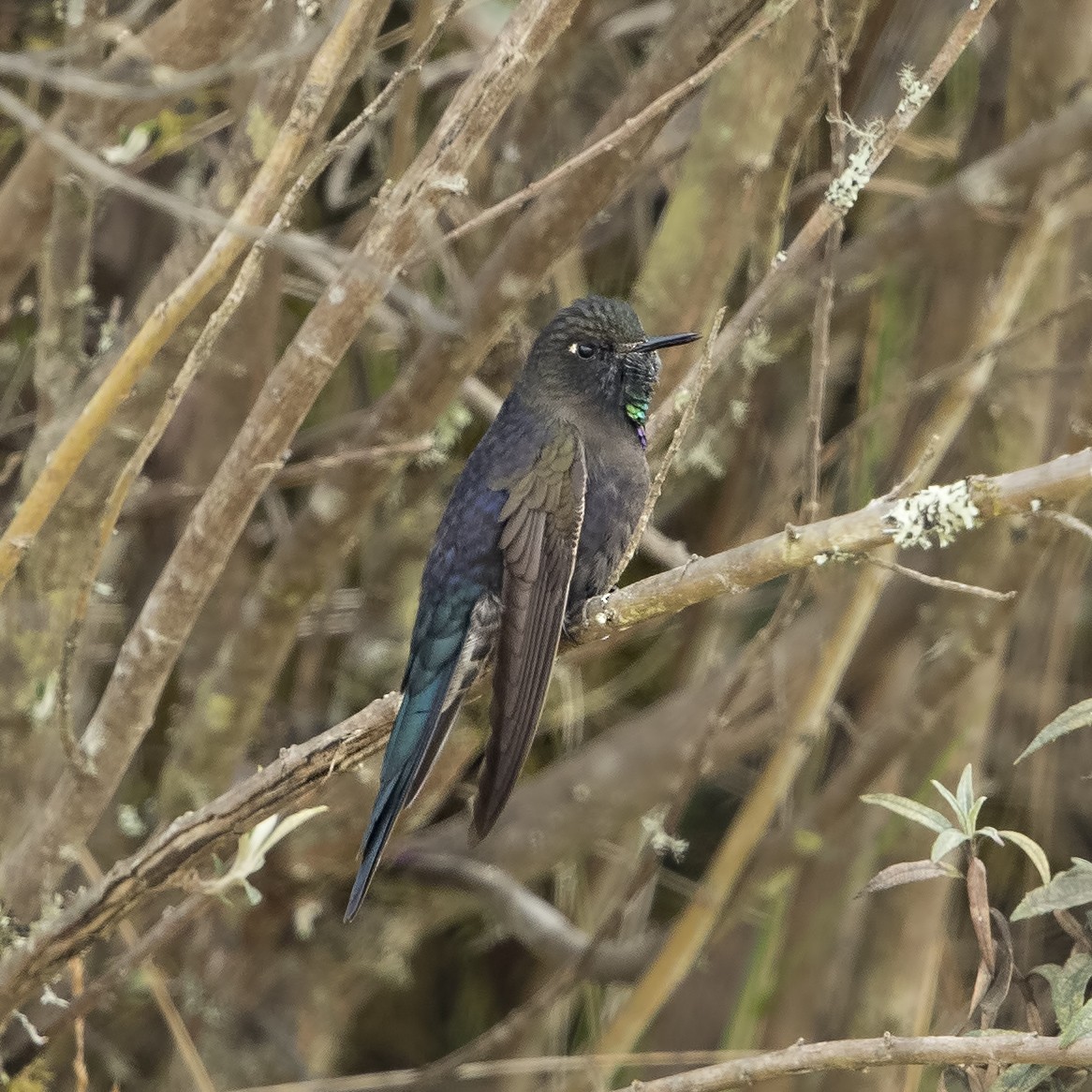 kolibřík modropláštíkový - ML36190851