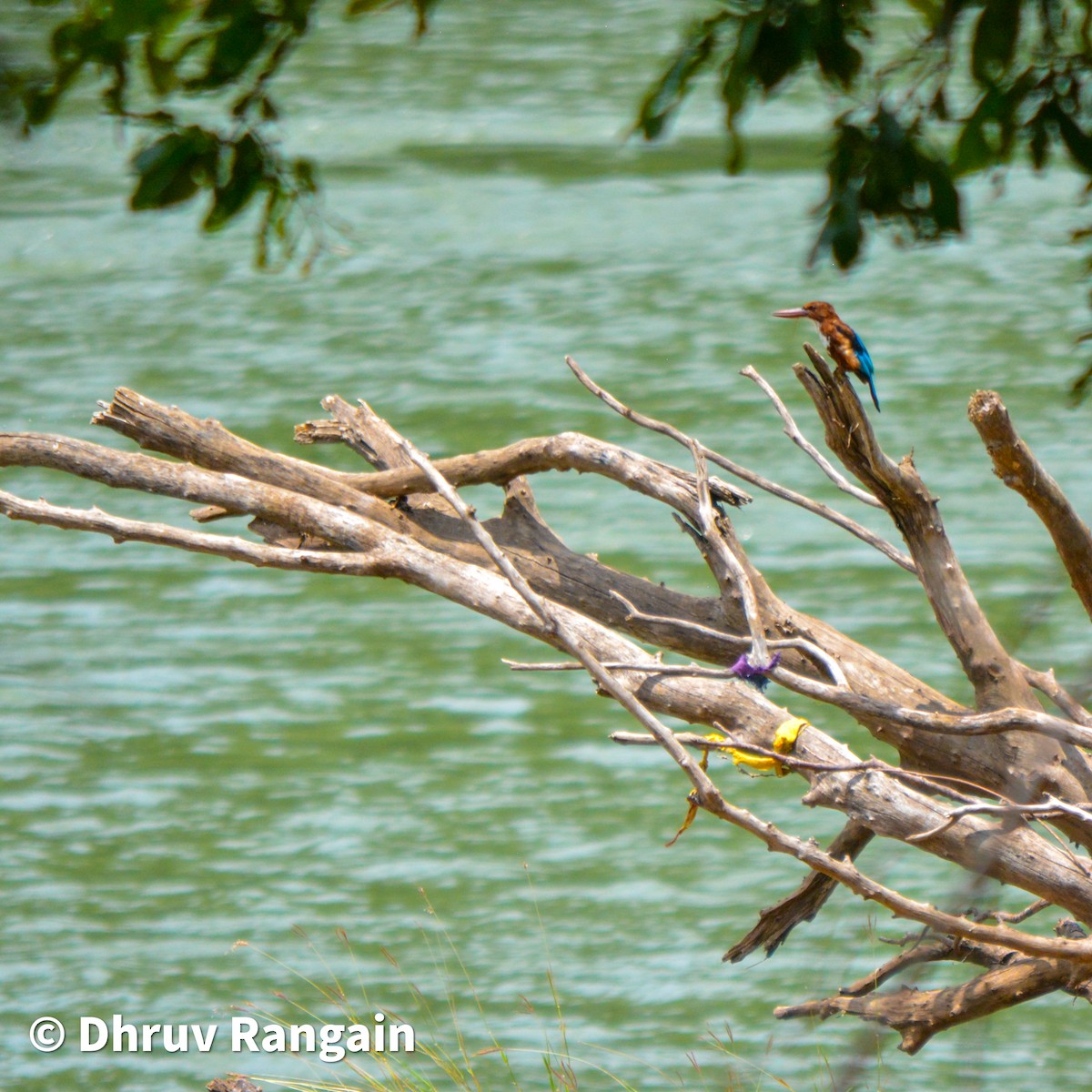 White-throated Kingfisher - Dhruv Rangain