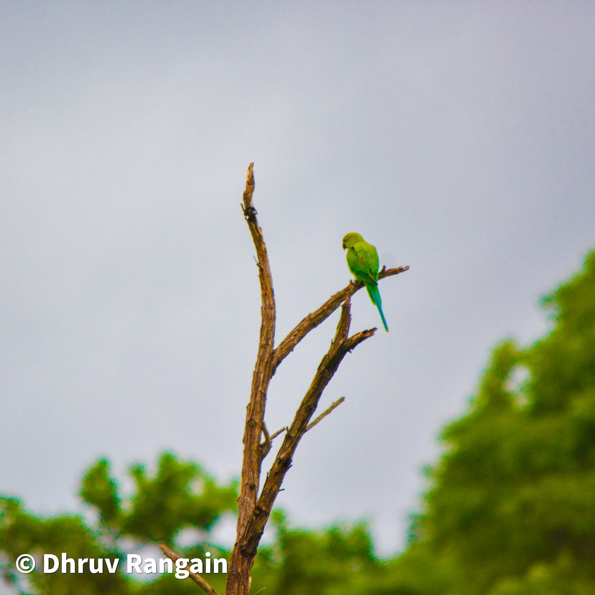 Rose-ringed Parakeet - Dhruv Rangain