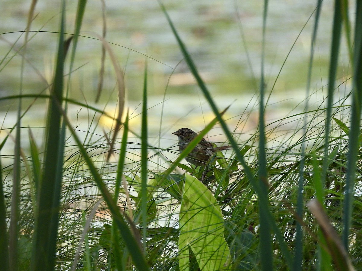 Swamp Sparrow - ML361917321